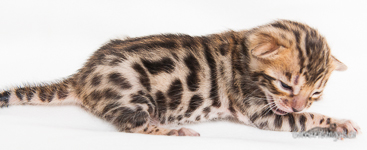 Bengal Kitten braun